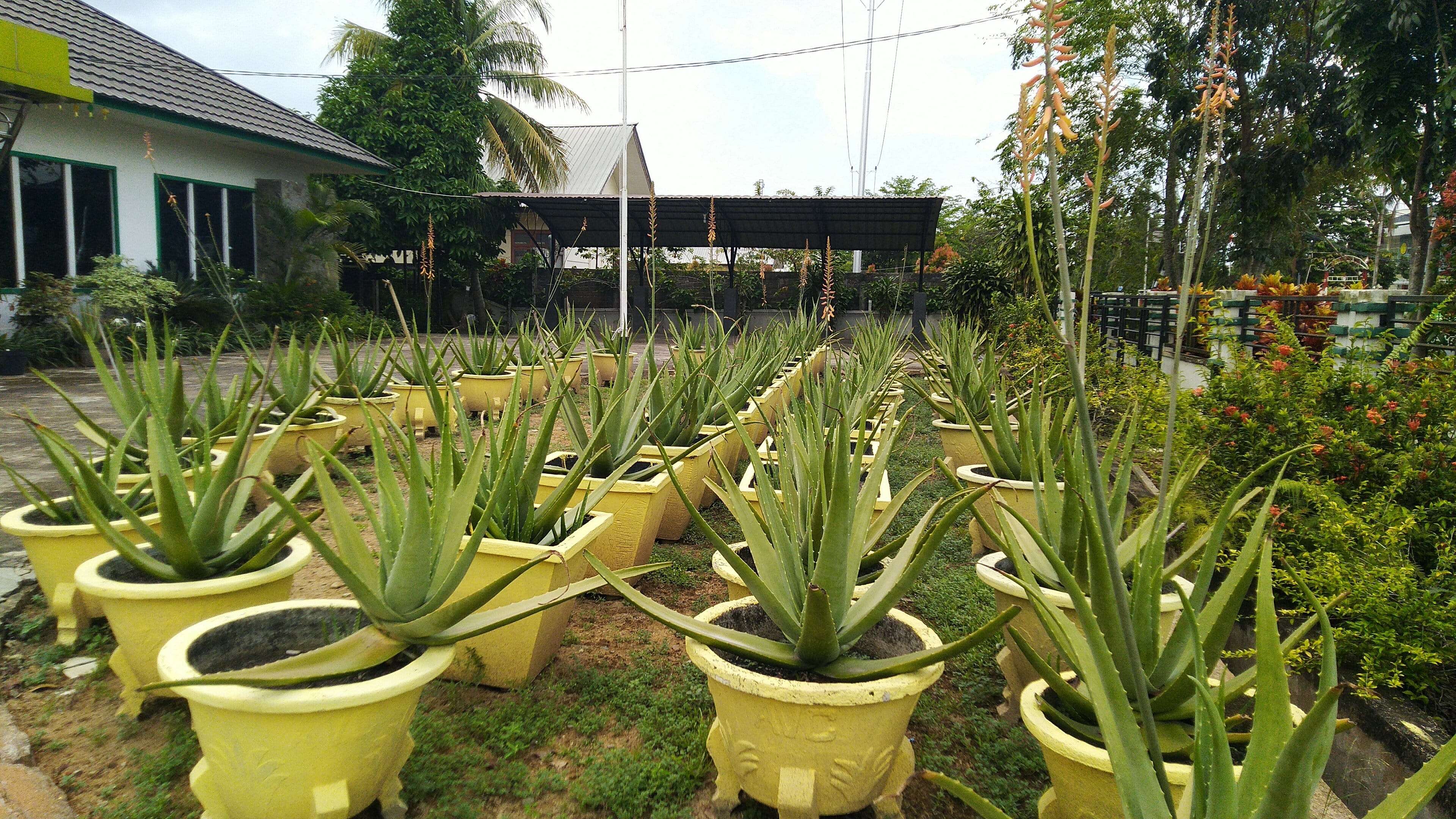 https://zjglidcehtsqqqhbdxyp.supabase.co/storage/v1/object/public/atourin/images/destination/pontianak/aloe-vera-center-profile1640526425.jpeg?x-image-process=image%2Fresize%2Cp_100%2Climit_1%2Fimageslim