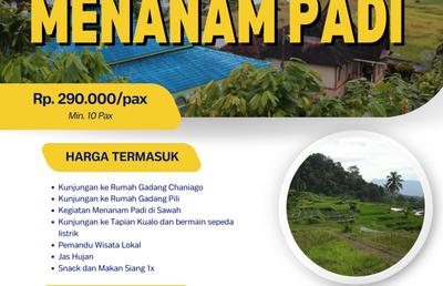 Menanam Padi di Sawah