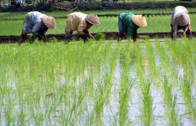 Menanam Padi di Sawah - Alternative view 2