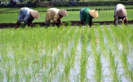 Menanam Padi di Sawah - Galeri 2