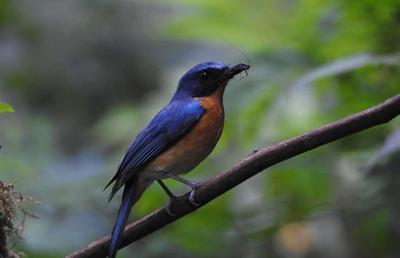 Bird Watching - foto lain 1