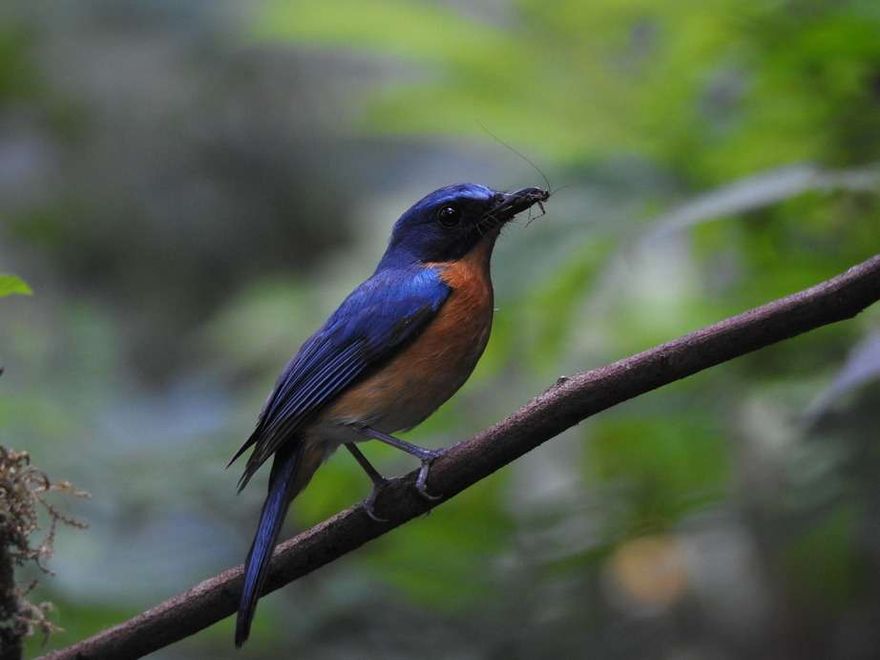Bird Watching - Galeri 1
